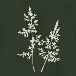 Root Arvum-4 Green 13×13