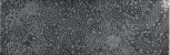 Dec.CHARME NERO CHAN 25x75 