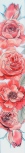 Cenefa Rosas Brillo 10x60 