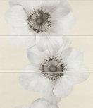 Flowers Ecru  25 x 65