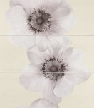 Flowers Malva 25 x 65