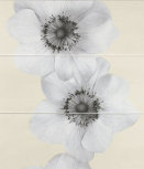 Flowers Vulcano  25 x 65