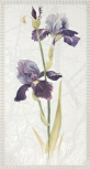 D.Lirio-1-R 32x59