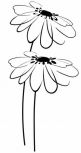 Decor Blancos Flor Blanco 30x60 