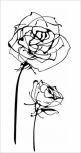 Decor Blancos Roses Blanco 30x60 