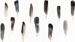 Pluma 50100