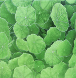 Estanque Viejo Verde 30x30  