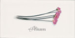 Decor Alium Blanco 10x20