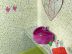 AGATHA 25x50